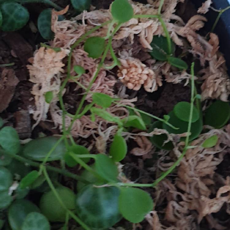 plant image 1377974 plant image 1377974