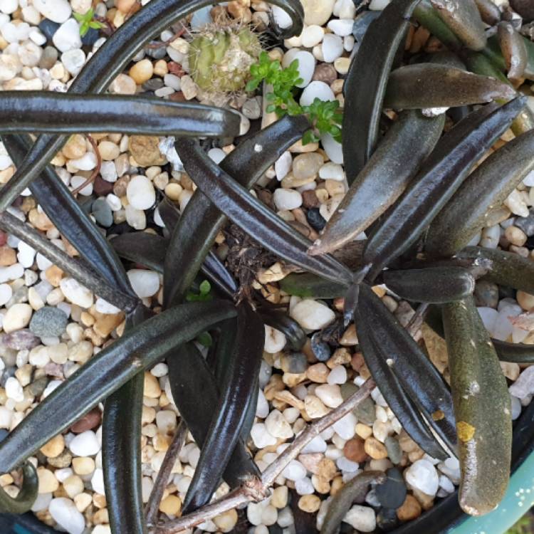 plant image 1382896
