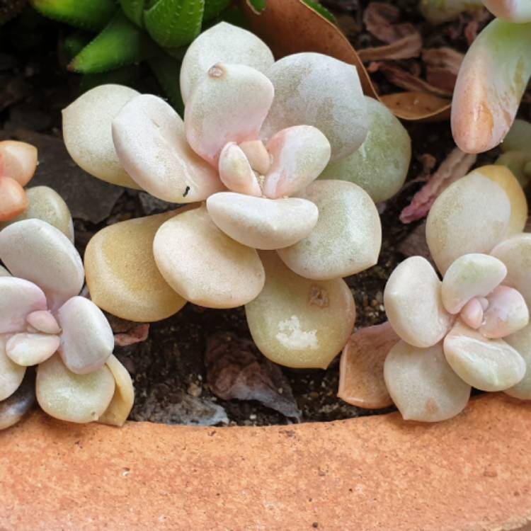 plant image 1386567