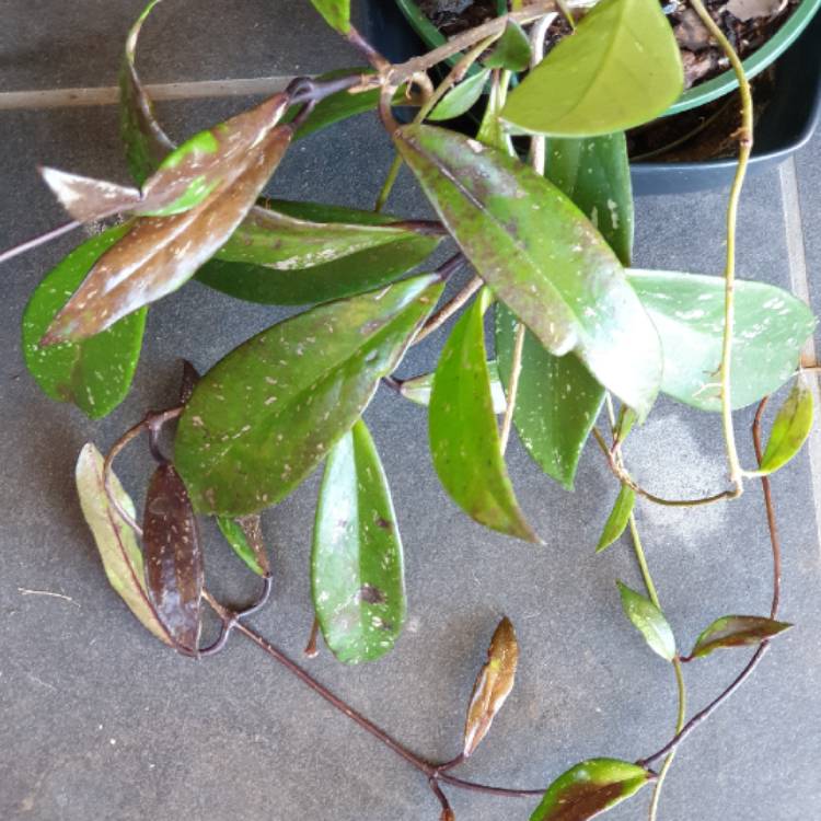 Plant image Hoya pubicalyx 'Red Buttons'