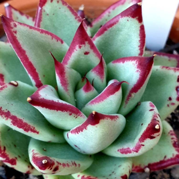 plant image 1405655 plant image 1405655