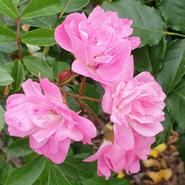 Plant image Rosa 'Dorothy Perkins'