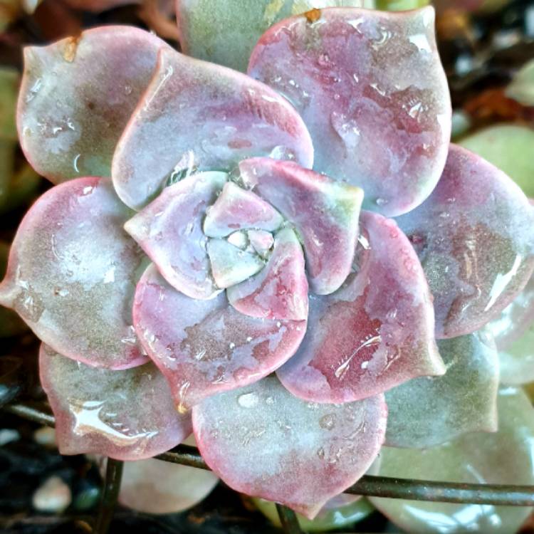 plant image 1408904 plant image 1408904