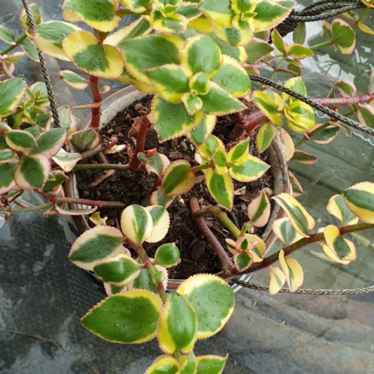 plant image 1409550