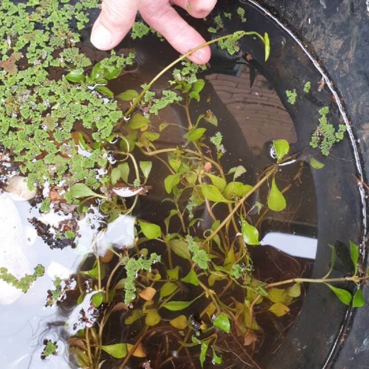plant image 1410992