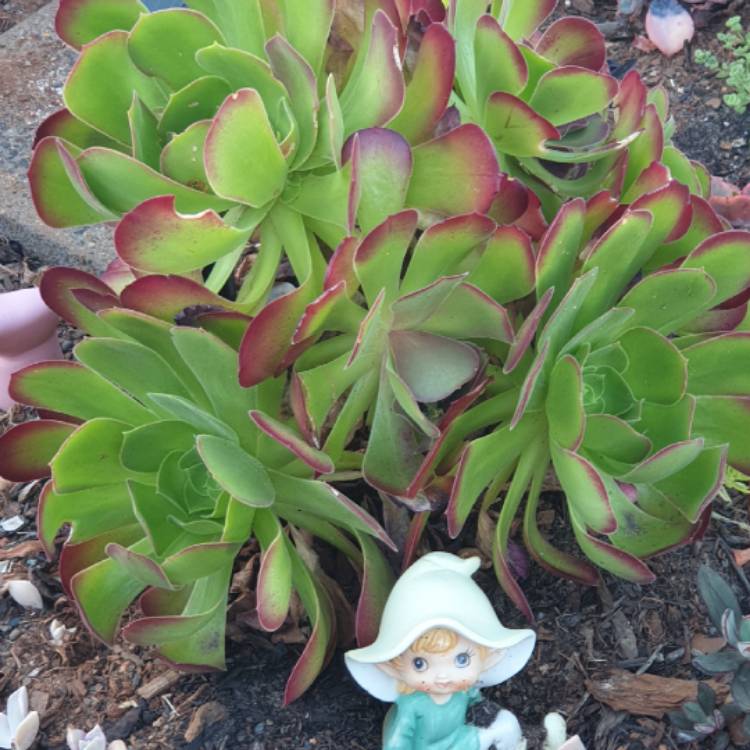 plant image 1416142