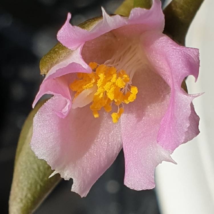 Plant image Anacampseros mariothii