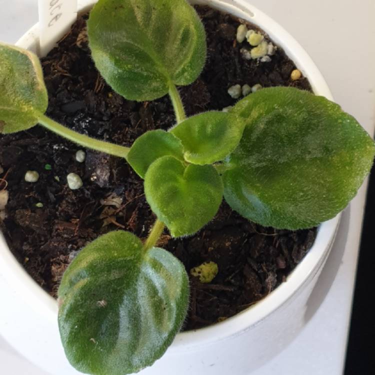 plant image 1419808