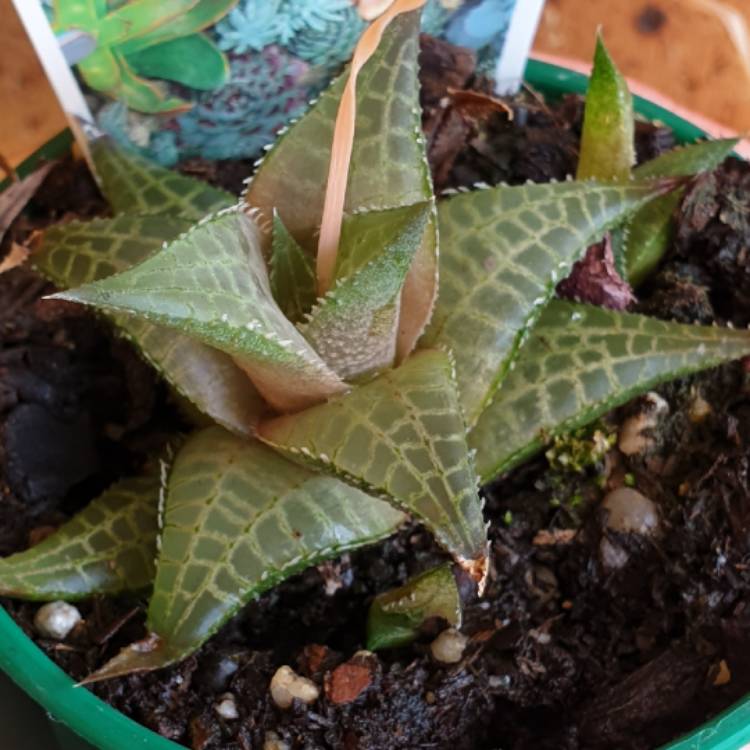 plant image 1420812