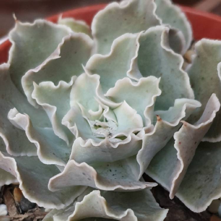 plant image 1421625 plant image 1421625