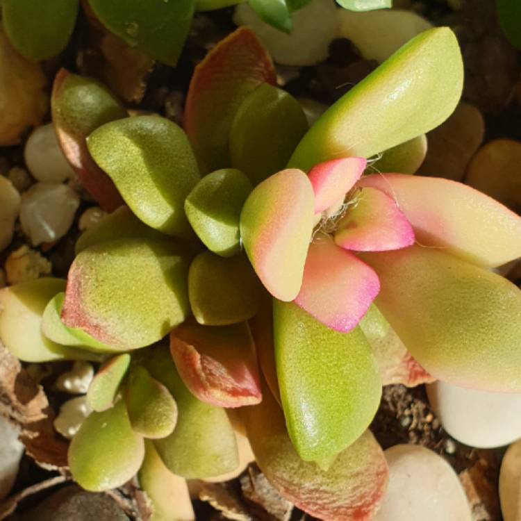 plant image 1421627 plant image 1421627