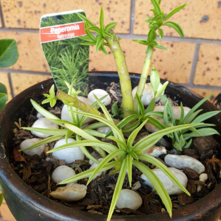 plant image 1421758