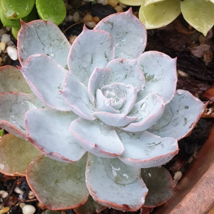 plant image 1424253