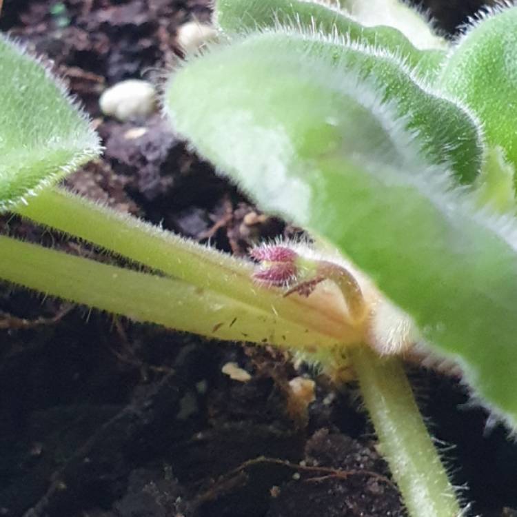 plant image 1427101