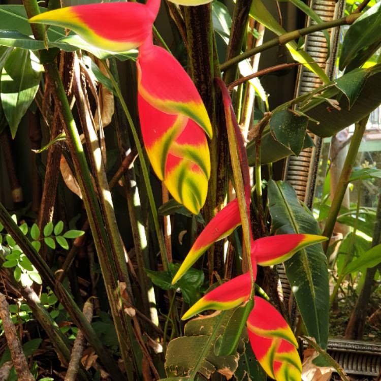 plant image 1428255 plant image 1428255