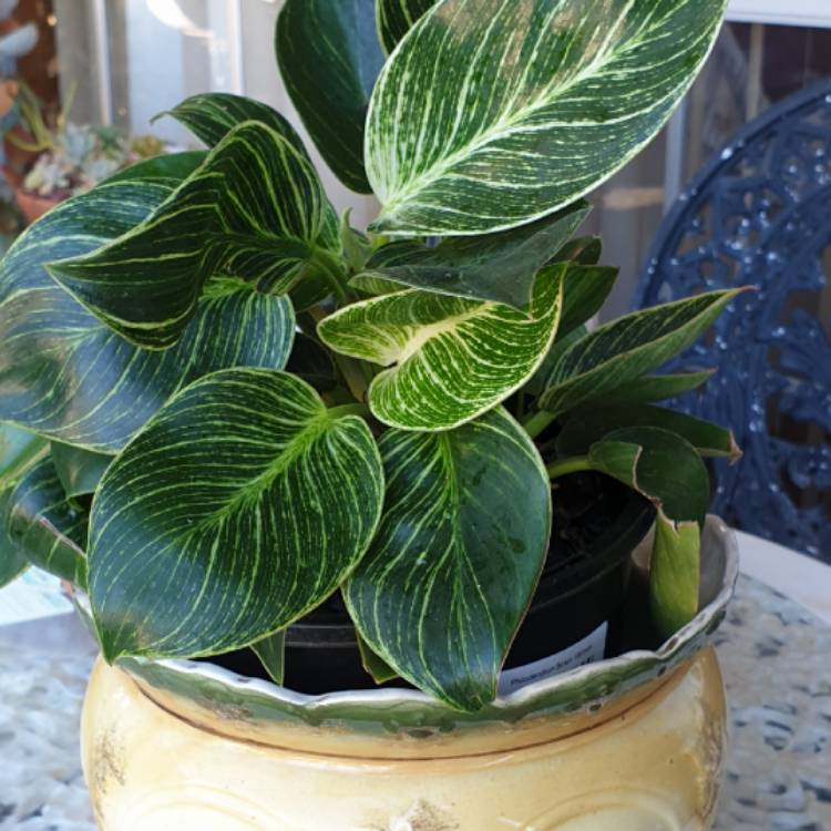 plant image 1432702