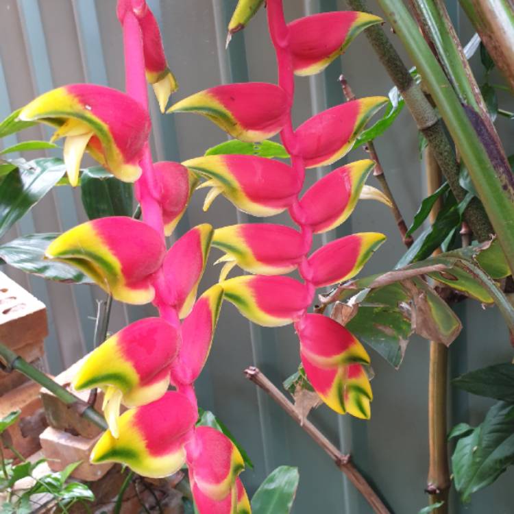 plant image 1433258 plant image 1433258
