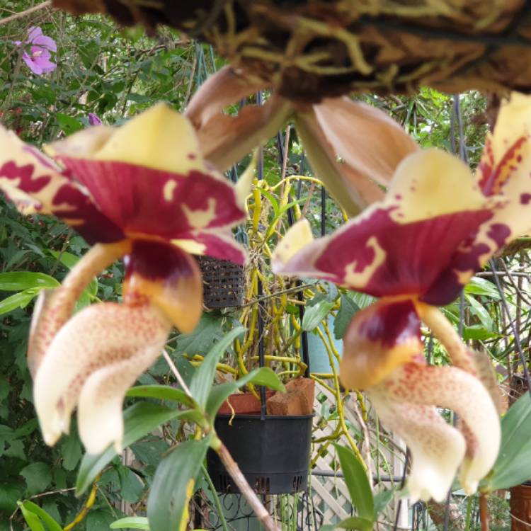 plant image 1433260