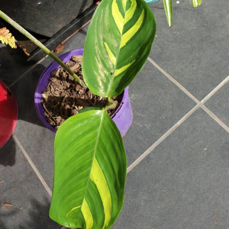 Plant image Ctenanthe lubbersiana 'Brazilian Snow'