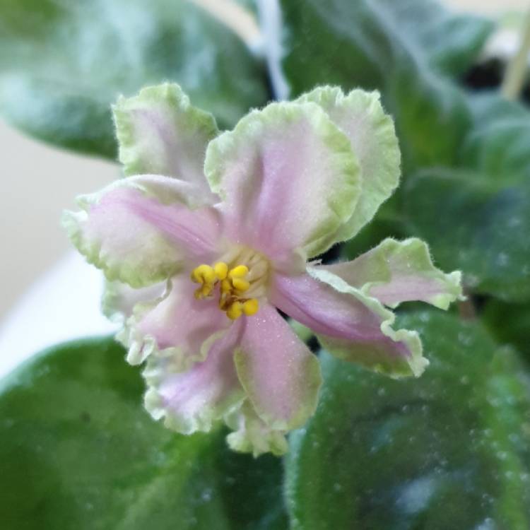 plant image 1434658