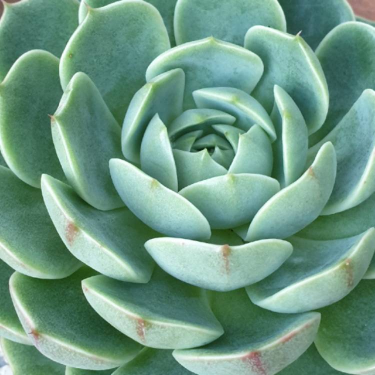 plant image 1434670 plant image 1434670