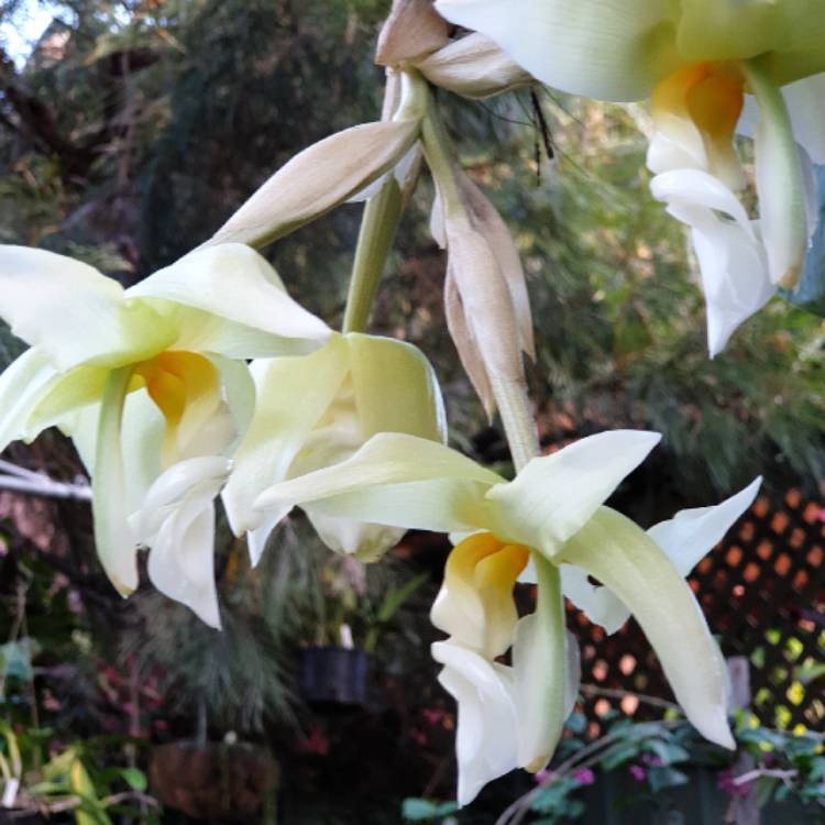 plant image 1438892