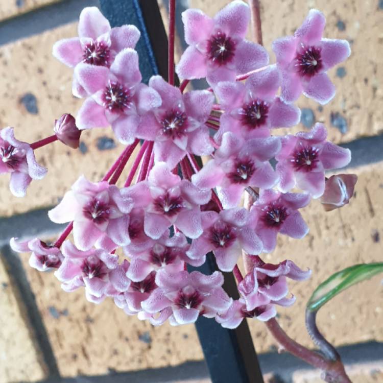 plant image 1440823