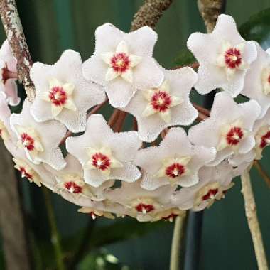 Hoya Carnosa 'Chelsea'