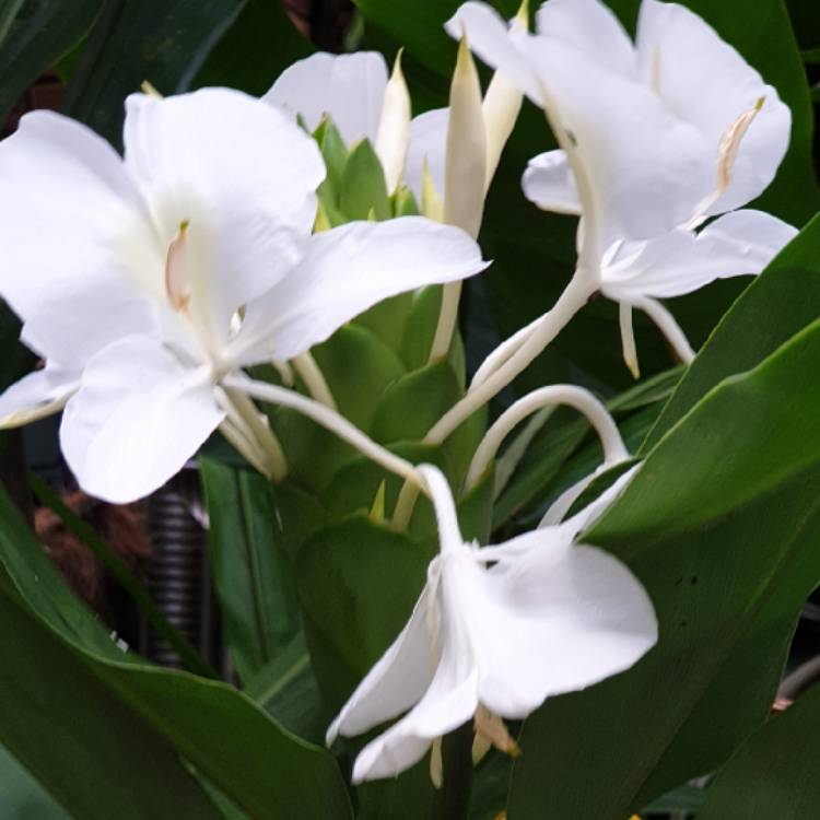plant image 1450340