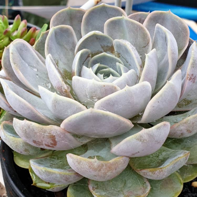 Plant image Echeveria Blue Surprise