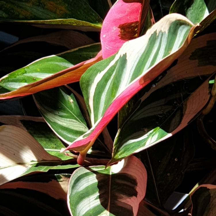plant image 1457055 plant image 1457055
