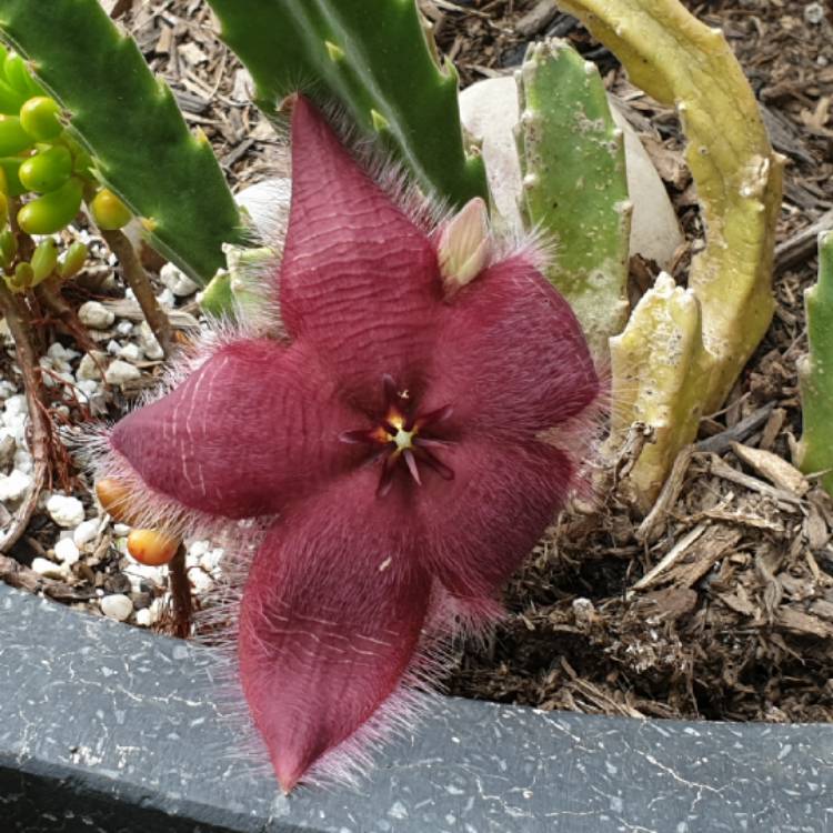 Plant image Stapelia hirsuta