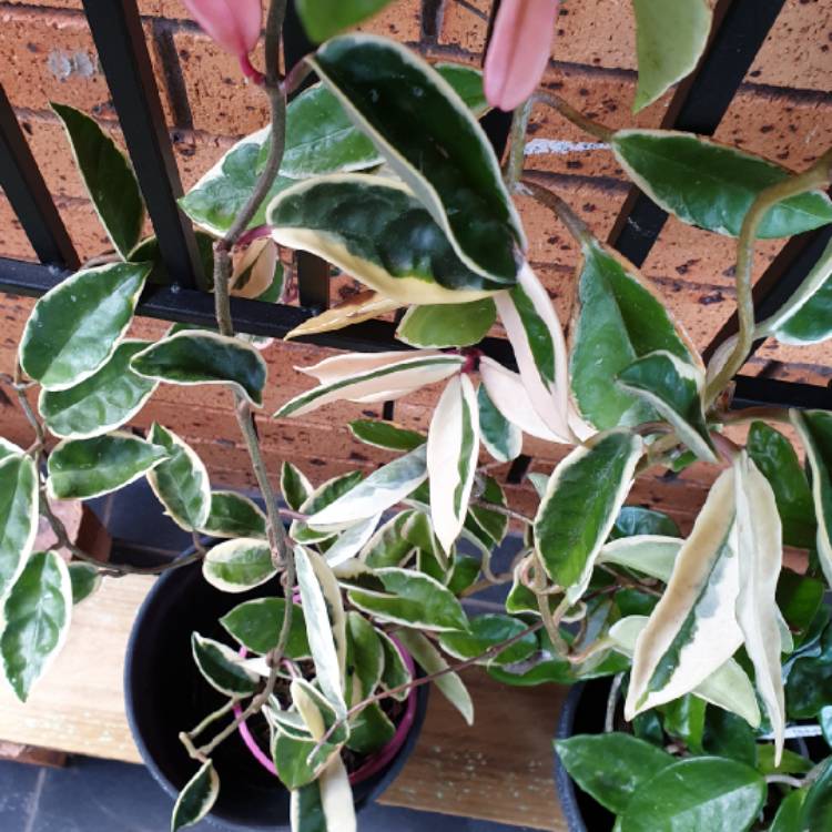 plant image 1464517