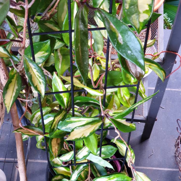 plant image 1464522