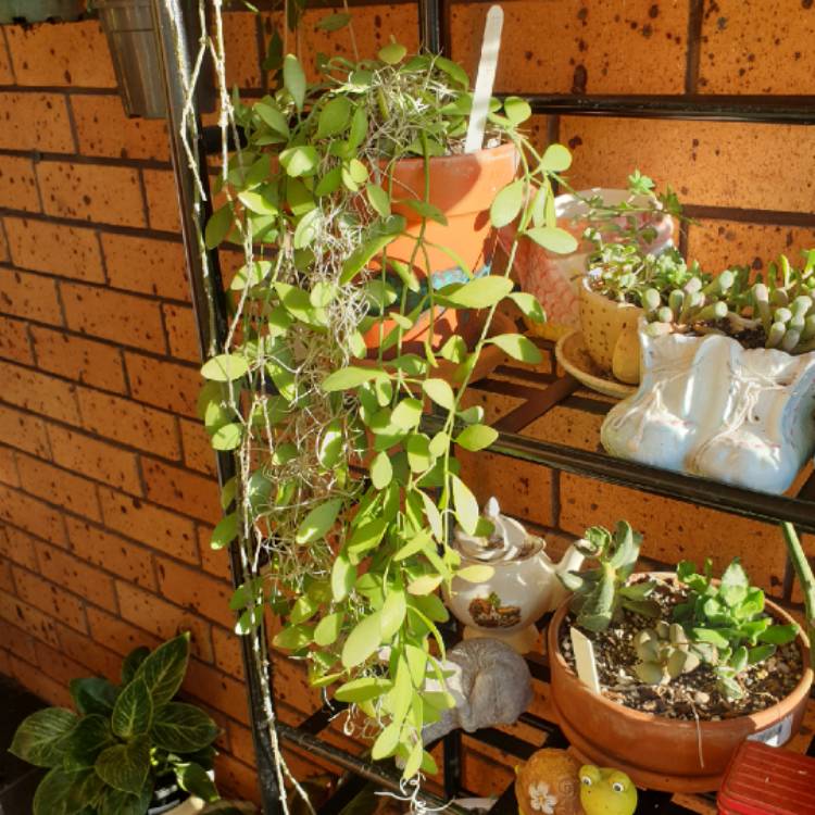 plant image 1465681 plant image 1465681