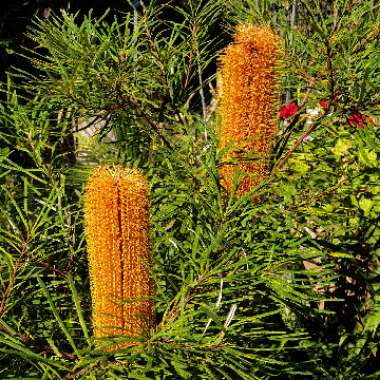 Banksia Ericifolia