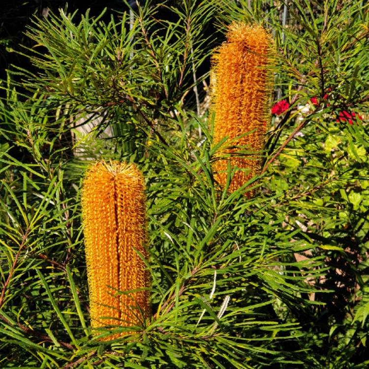 plant image 1470359 plant image 1470359
