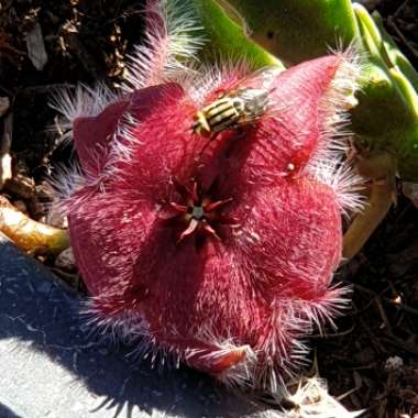 Stapelia hirsuta