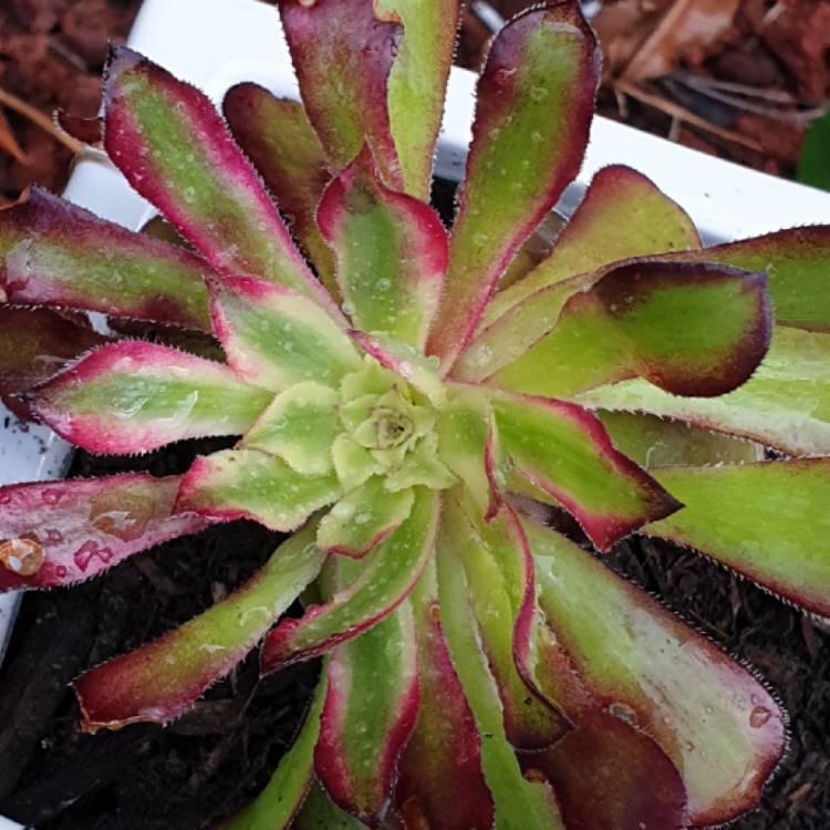 plant image 1482086