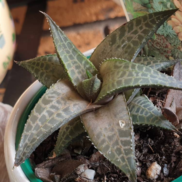 plant image 1487367