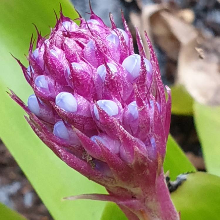 Plant image Aechmea cylindrata