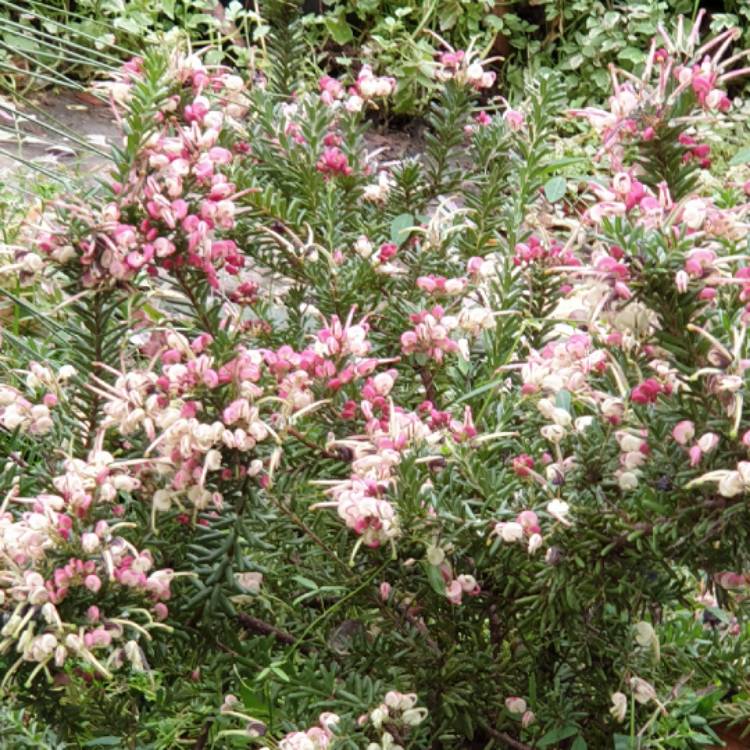 plant image 1500942