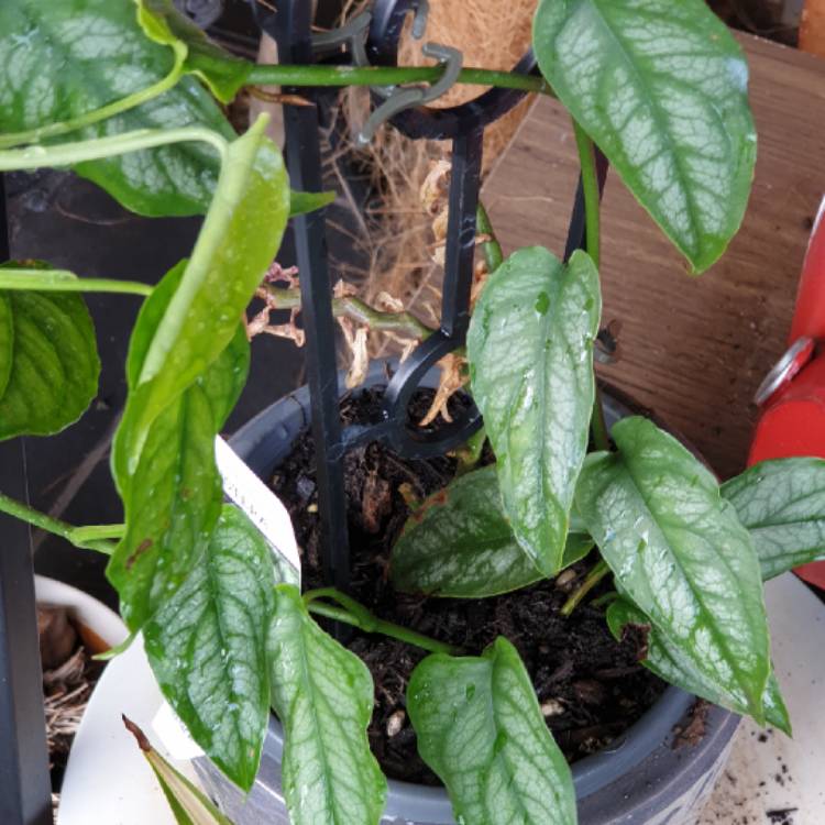 plant image 1504103 plant image 1504103