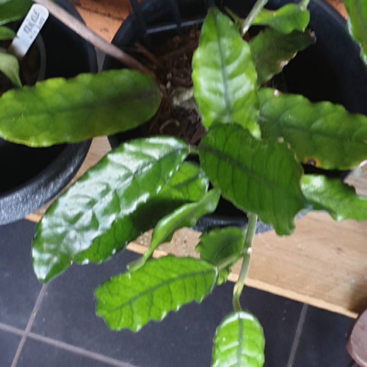 plant image 1506378 plant image 1506378