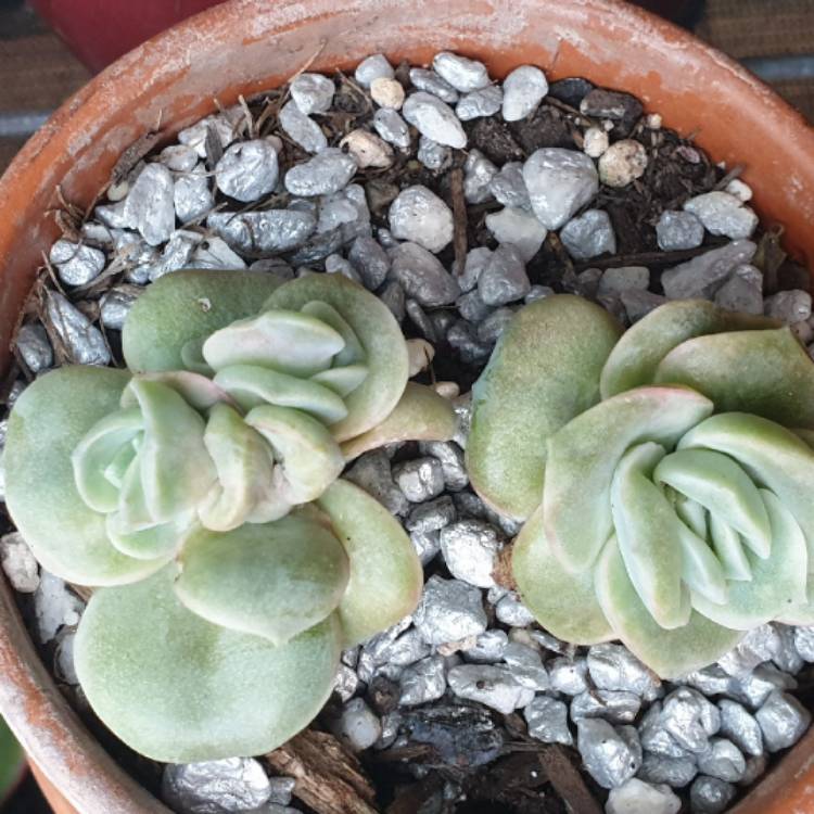 plant image 1506379 plant image 1506379