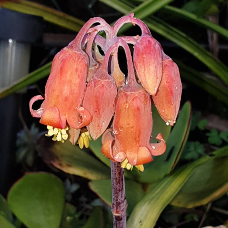plant image 1507020 plant image 1507020