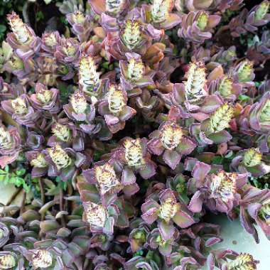Plectranthus caninus