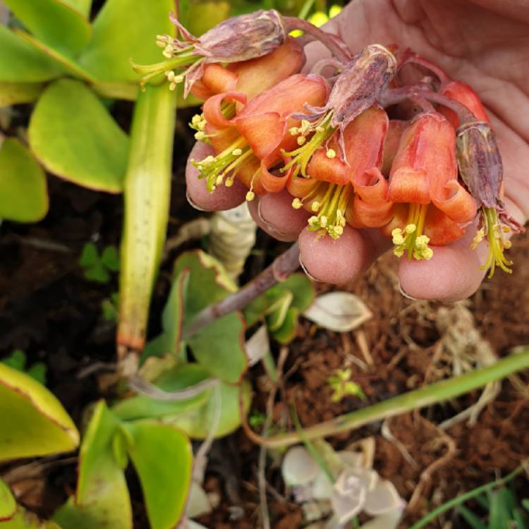 plant image 1512080 plant image 1512080