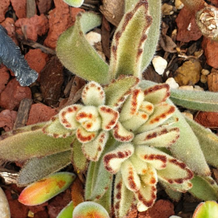 plant image 1513492