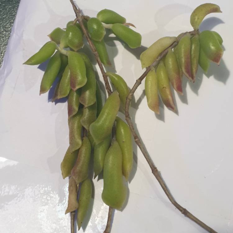 Plant image Cotyledon Papillaris